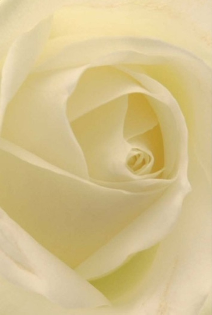 Observing this flawless white rose up close, one is drawn into the interplay of softness, layering, and subtle colour that defines true floral artistry in Mottingham. Petals spiral with perfect precision, blending from crisp white at the edges to mellow cream within, as though gently lit by mid-morning sun filtering past the oaks of Marvels Wood. The entire composition is a study in tranquility and understated beauty-a bloom that might grace the centrepiece at a wedding in Mottingham Hall or serve as an eloquent gesture of apology for a neighbour along Grove Park Road. In the delicate transitions of light and shade, the near-celestial glow of each petal, and the gentle depth at the rose's heart, there is a sense of purity and quiet resilience. The bloom exudes an unspoken fragrance-clean and refined-capturing both elegance and genuine emotion. This rose, thoughtfully arranged by skilled local florists, is perfect for sharing feelings that words sometimes cannot reach, whether celebrating a milestone or standing quietly in remembrance. Its timeless beauty speaks to our Mottingham community's appreciation of heartfelt, meaningful floral expressions.